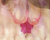 Fuchsia Flower Photograph, Floral Photography, Fuchsia Pink Magenta Cream Photo, Botanical Print, Home Decor Wall Art Huckleberry Fine Art