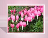 Bleeding hearts photo card - flower greeting card - Pink Bleeding Hearts flower - pink card -  note card notecard