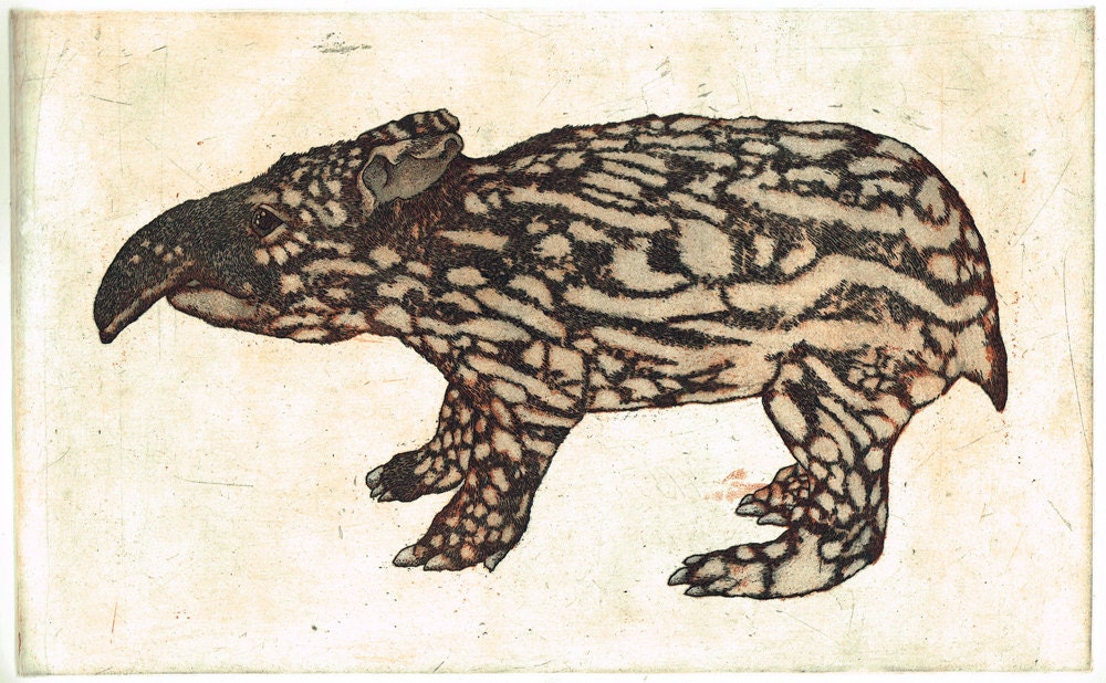 Young Malay Tapir