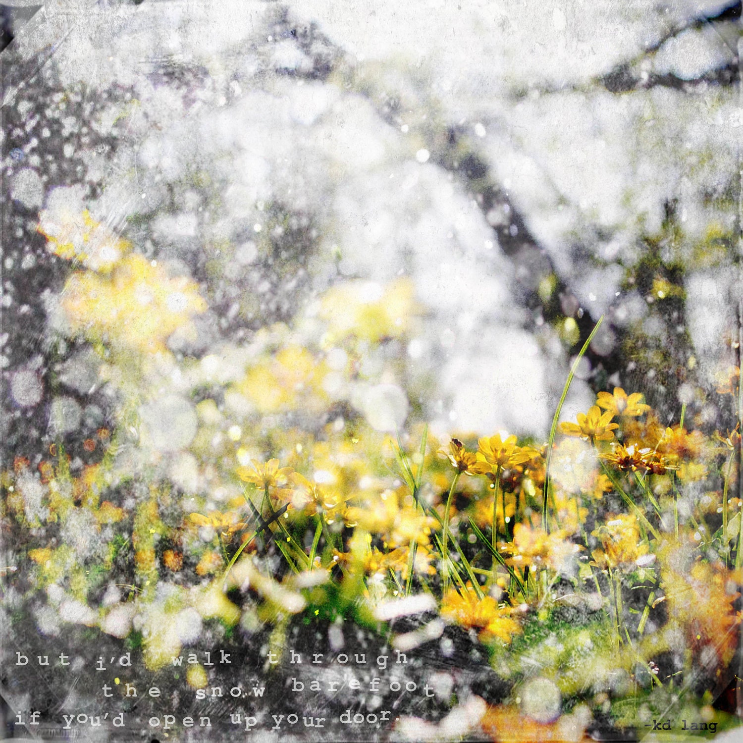 yellow flowers snowy photograph 10 x 10 photo winter scene spring woods
