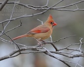 Animal Photography, bird print, Winter Cardinal, Red and orange, fine art print, 8x10 photograph