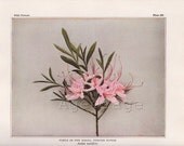 Vintage 1935 Botanical Print, Art Illustration, Wall Hanging Decor, Photograph, Book Plate 154