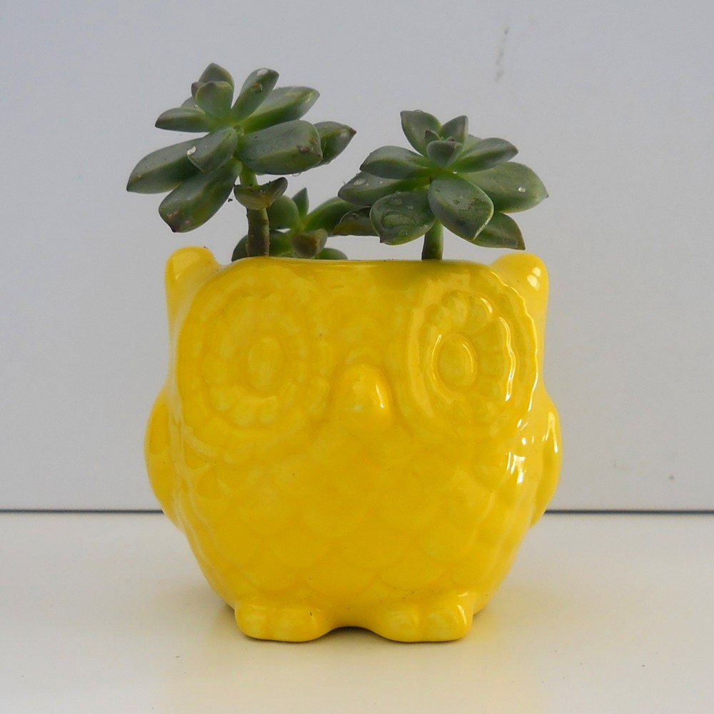Ceramic Mini Owl Desk Planter Vintage Design in Navy