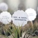party place cards  // air plant party favors