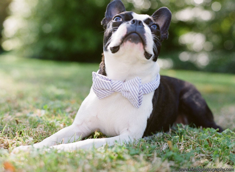 Dog Bow Tie Lavender Seersucker Pet Ring Bearer