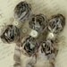 DOVES NEST Cabbage Roses Ribbon