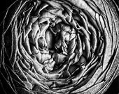 From the "Nature Graphics" Series - Original Signed Fine Art Photography Print 6x6 inches (15x15 cm)
