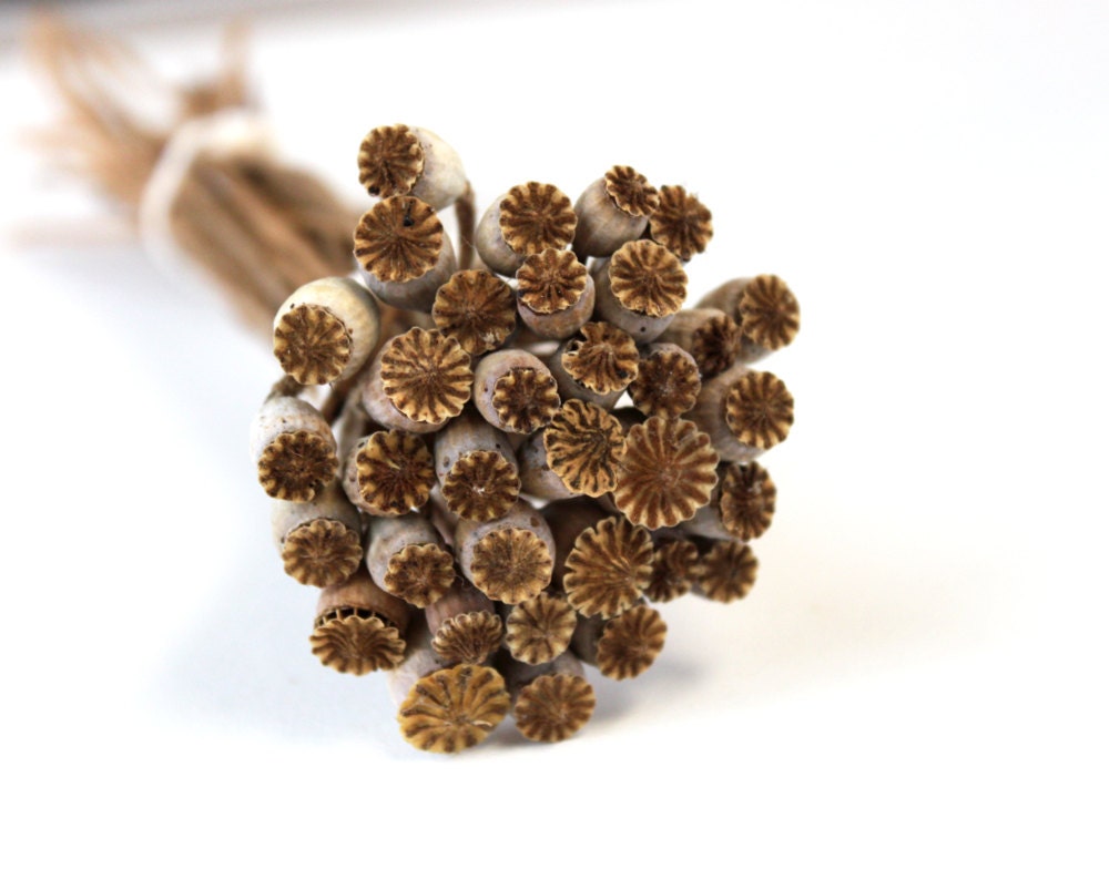Organic home grown dried poppy pods natural rustic woodland fall decor brown cream gray rust