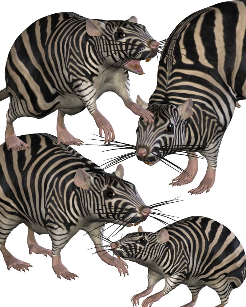 Zebra Rat