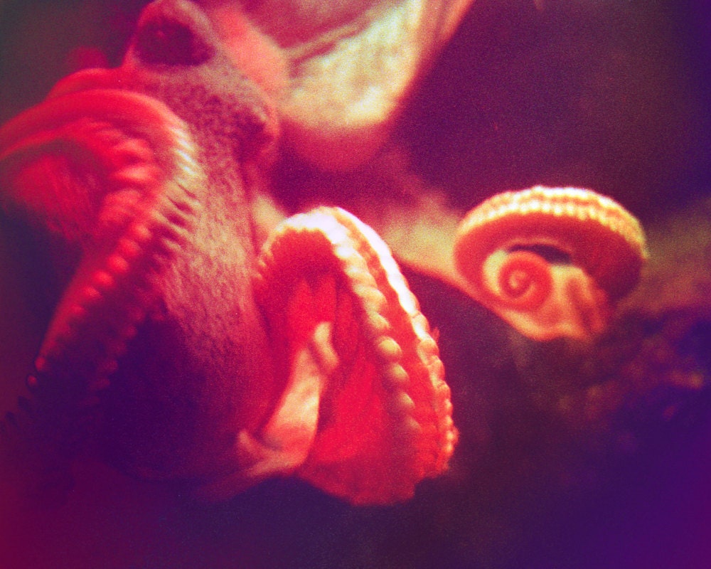 Red Octopus Photograph Tentacles Underwater Nautical Sealife 8x10 photo ruby wall art decor beach