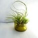 Recycled bottle bottom terrarium - air plant holder - Amber with three air plants