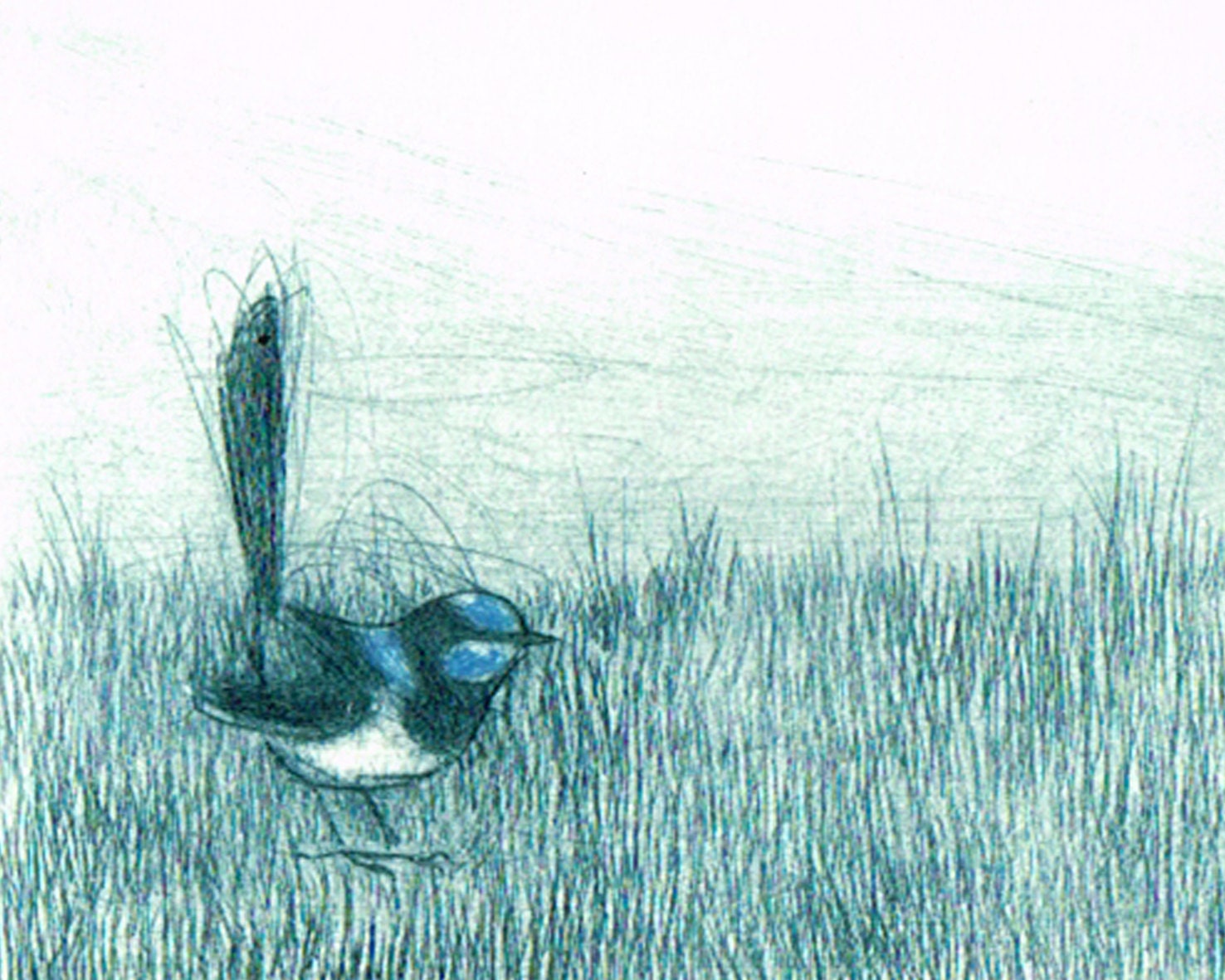 Etching, Fine Art, Hand Pulled Original Print, Australian Native BIrd, Blue Wren, Bird Art, - BridgetFarmerArtist