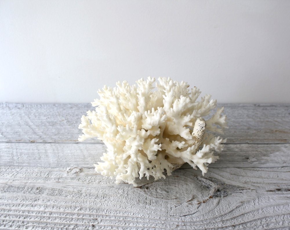 Vintage Chunk of White Coral