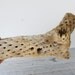 Large Vintage Cholla Cactus Skeleton