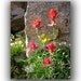 Colorado Flower Card Set -Blank Note Card Set -Greeting Card Set -Birthday Card -Blank Card Set of 6