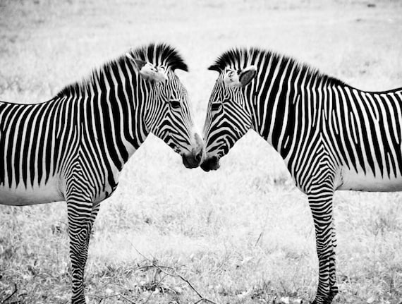 Two Zebras Black & White Fine Art Print or Canvas Wrap
