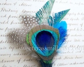 Peacock Fascinator - WINDSORETTE Clip - Peacock and Polka Dot Feather Fascinator Clip