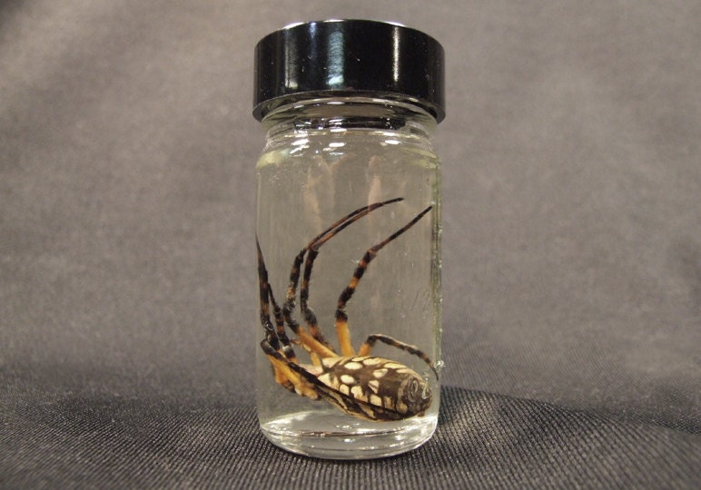 LARGE SPIDER SPECIMEN wet preserved real insect in jar for cabinet of curiosities or natural history biology display