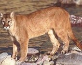 PDF Intensive: Strengthening Boundaries, Relationships & Leadership with Mountain Lion