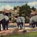 Vintage Illinois Postcard - Elephants at the Brookfield Zoo (Unused)