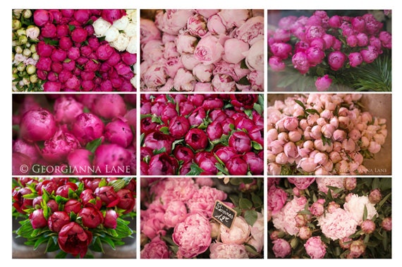 Paris Peonies Photo Postcards -  Romantic Pink Flowers,  Parisian Flower Market, Home Decor, Peony Fine Art Photographs