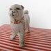 Vintage German Bisque Dog Figurine