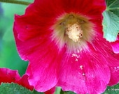 Hollyhock Close Up Photo Insert Note Card, Greeting Card, Blank