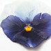 Extra Large 2.25 Inch Pressed Pansies Crafting Supplies