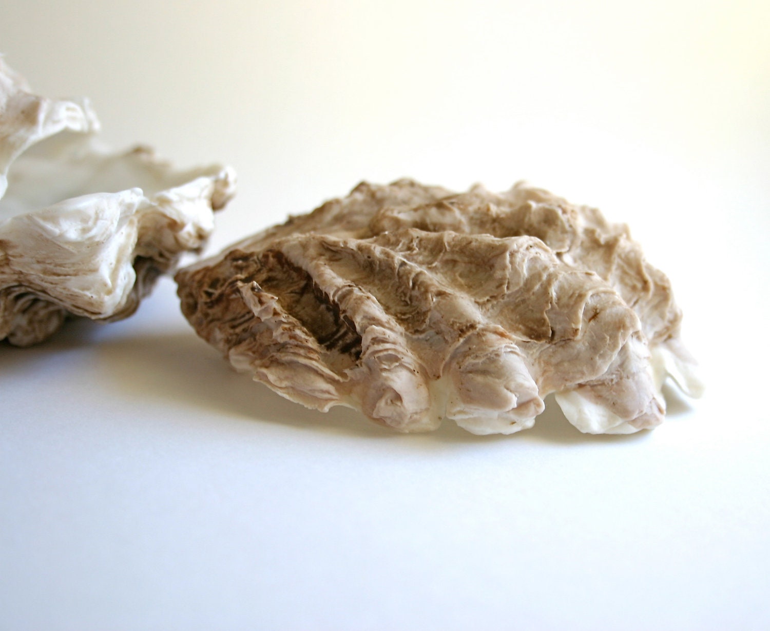 Edible Oyster Shells -Chocolate Candy in a Half Shell -6 Large