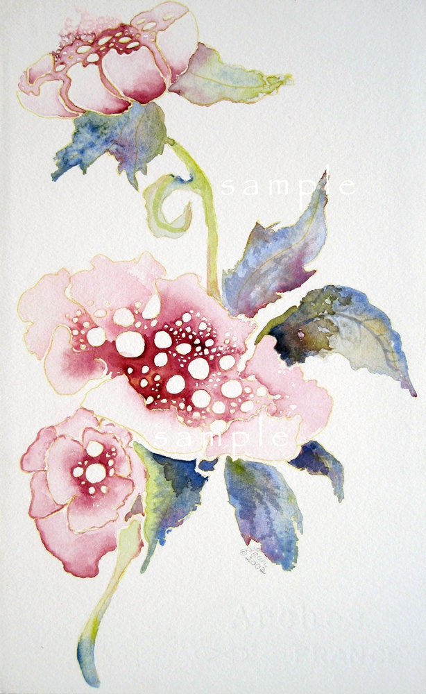 pink poppi Fine Art Flower Portrait watercolor print