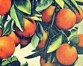 Kitchen Photograph ORANGES 11x14 print, vintage botanical photo, tropical, art deco, citrus, 1930s, green, cream sunny Florida, wall art