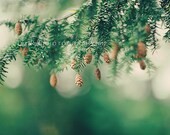 Nature Photography - Pinecone Photograph - Fall Photo -Vintage Inspired and Dreamy -  Fine Art Photography 8x12 - "Baby Pinecones"