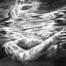 Original charcoal drawing -- Lithia Springs -- 16 x 20