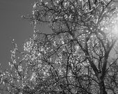 Winter, Ice, Gray, Black and White, Tree 8x10 Print - Nature Photography  - Other Sizes Available - 8daysOfTreasures