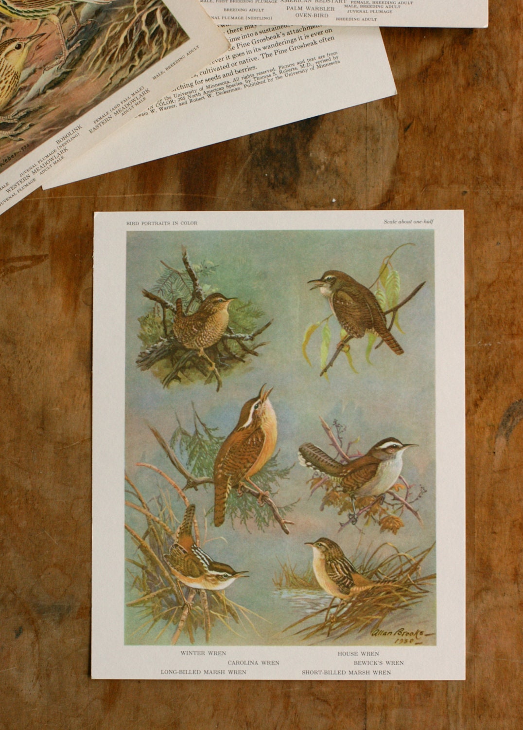 Vintage Bird Illustration, Wren