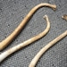 Raccoon Baculum Bone - Fertility Charm