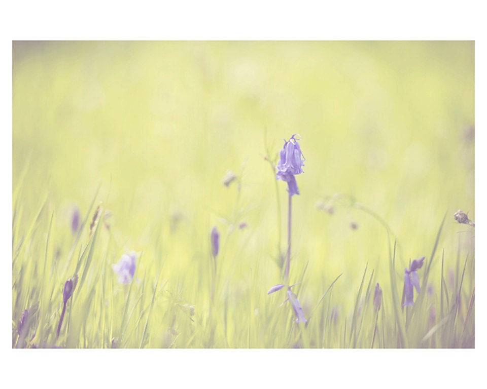 bluebell flower color photo print - whimsical fine art nature photography, green, grass, purple, flora