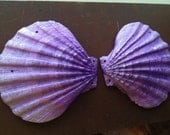 Siren's Grotto CUSTOM MERMAID SEASHELLS, designed by Traci Hines