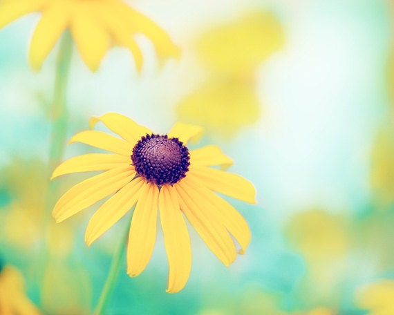Flower Photography - yellow turquoise teal color spring mint blue green nature floral fine art wall art print - 8x10 Photograph, "Cheerful"