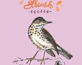 Gray-cheeked Thrush Bird Watercolour Print with Hand Lettering
