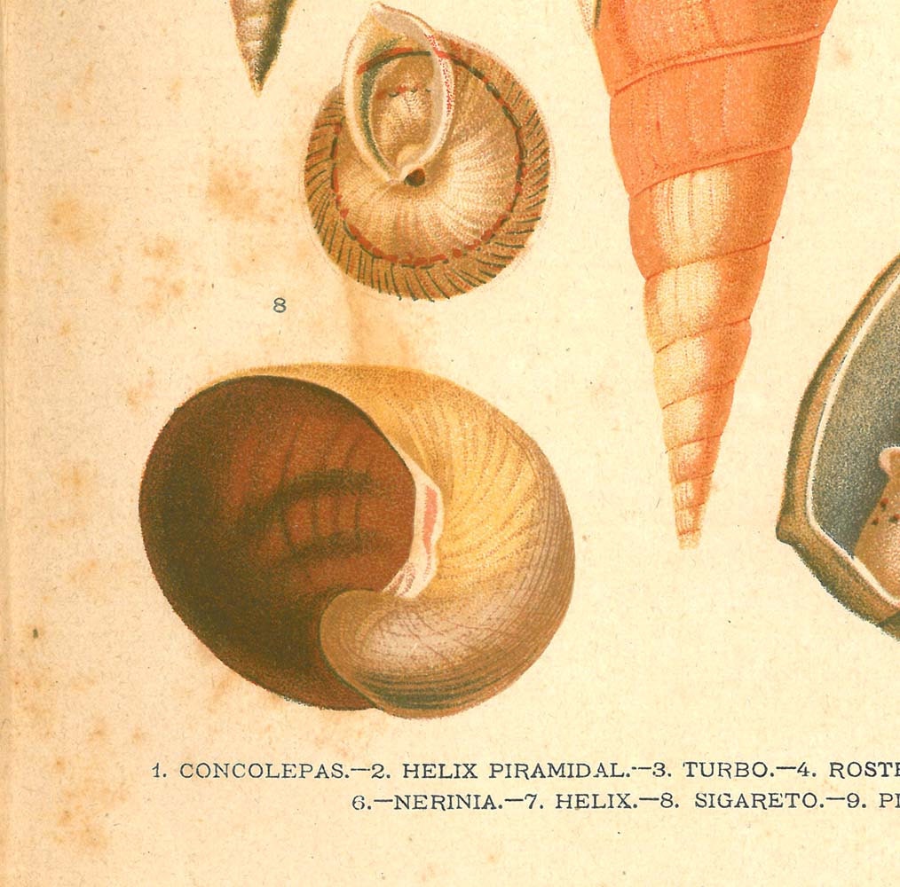 RESERVED 1920 Mollusks Print, Antique Natural History Lithograph Conchs Marine Gastropods