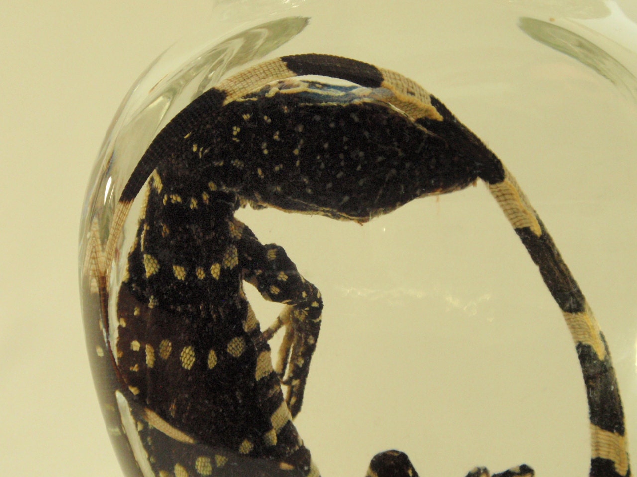 Juvenile Nile Monitor Lizard In Vintage Apothecary Jar