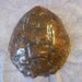 real animal bone part Snapping Turtle Shell