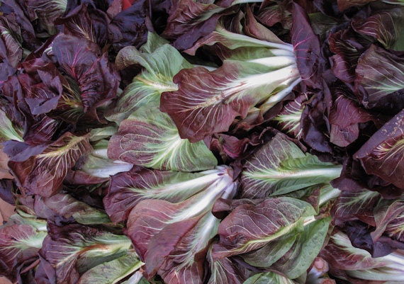 Radicchio in Purple & Green - Portland Farmers Market (5x7 photo matted for 8x10 frame)