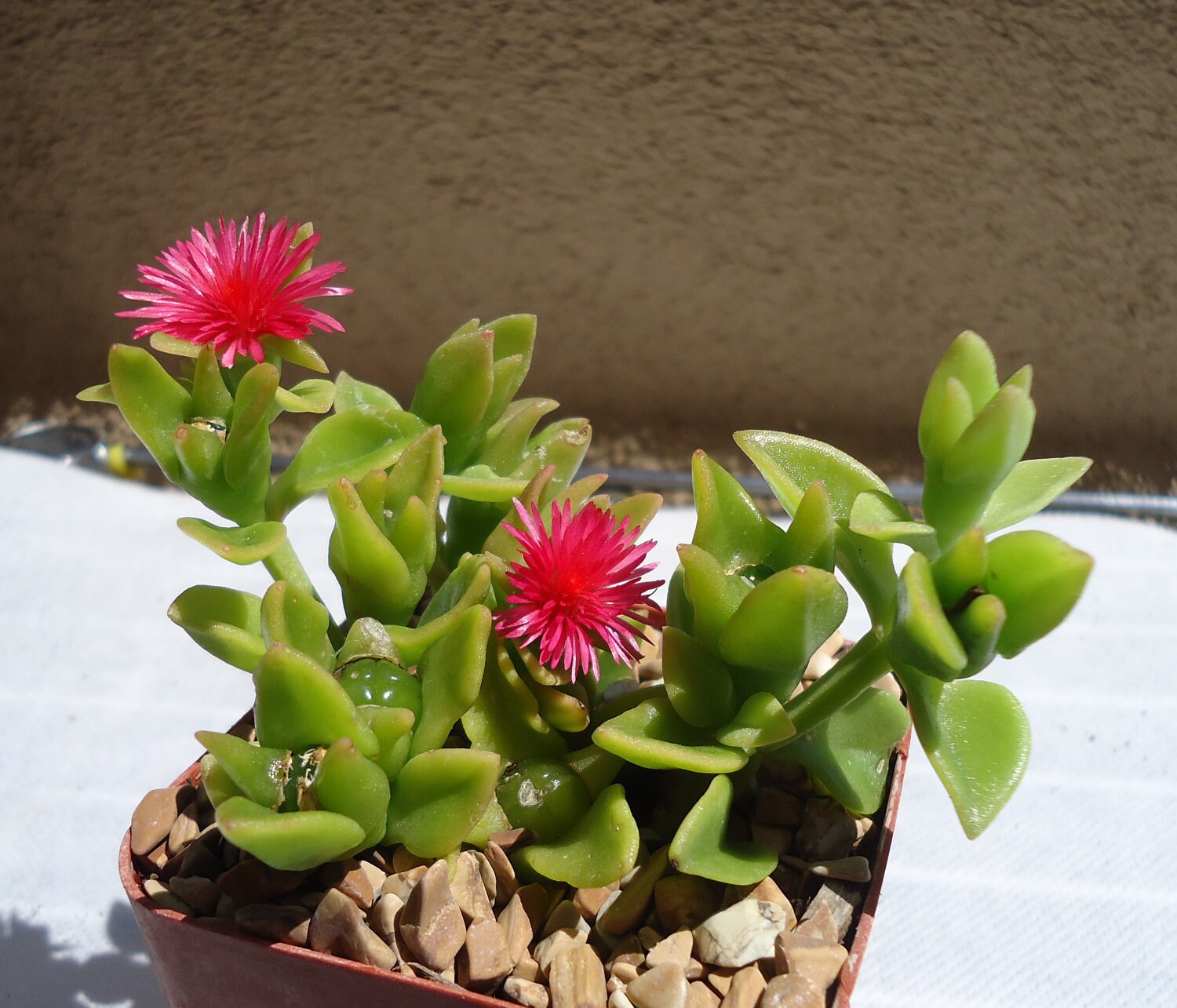 Baby Sunrose Succulent-Aptenia Cordifolia.