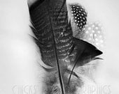 Black & White Feathers Photo, Print, Collection, Turkey, Wild, Bouquet, "A Study in Feathers No1" 8x12