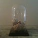 Vintage Glass Dome and Base with Old Seashells