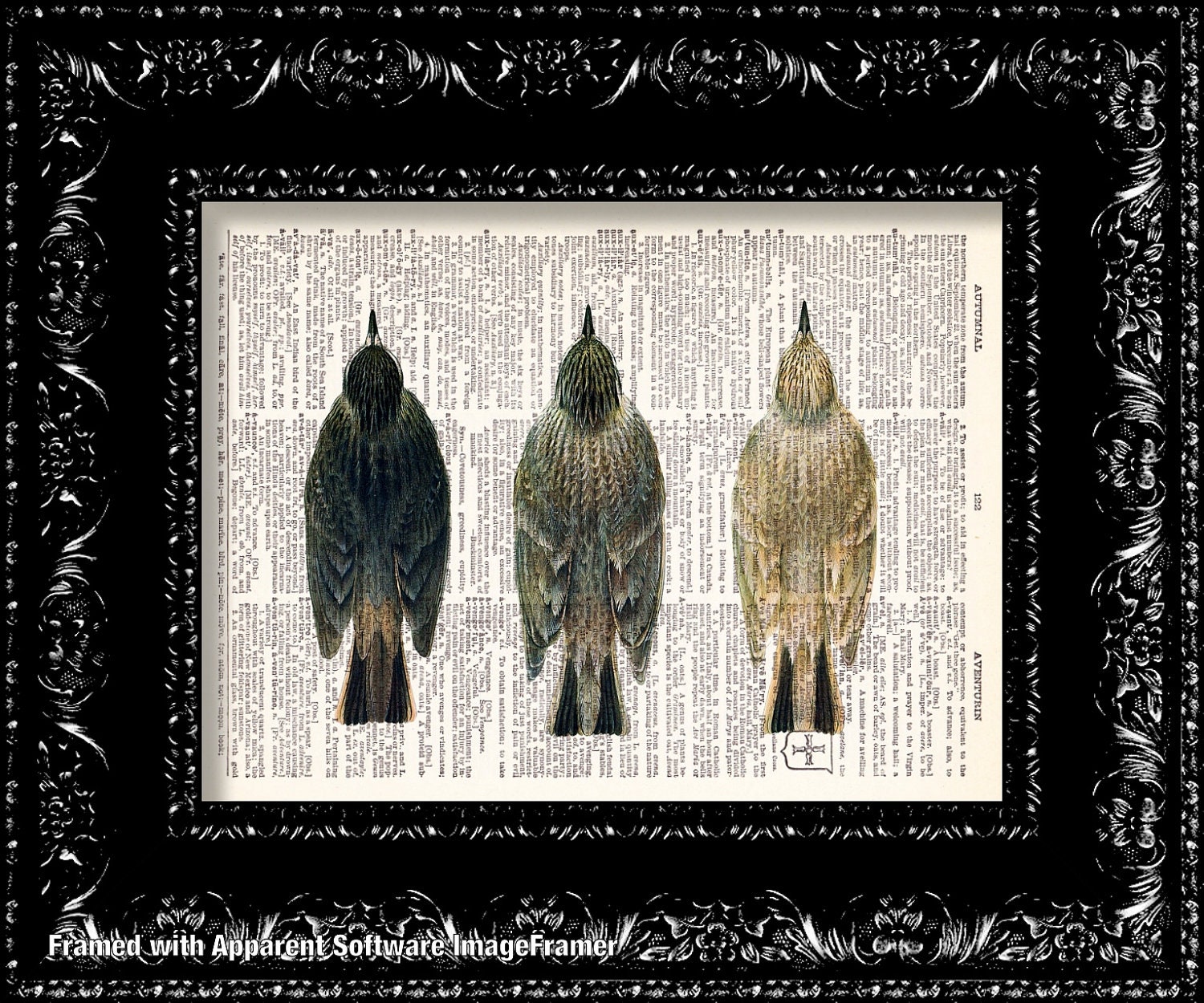 Bird Trio Vintage Dictionary Print Vintage Book Print Page Art Upcycled Vintage Book Art