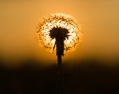 Photograph - Dandelion Sun - 11x14