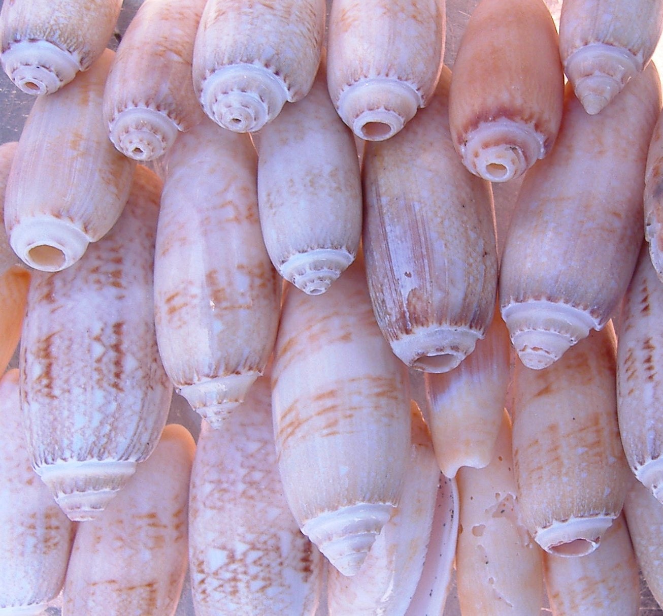 Olive Sea Shells - Florida - under 10 -  Sale